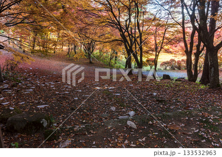 251118城山公園z130 251118城山公園z130 133532963
