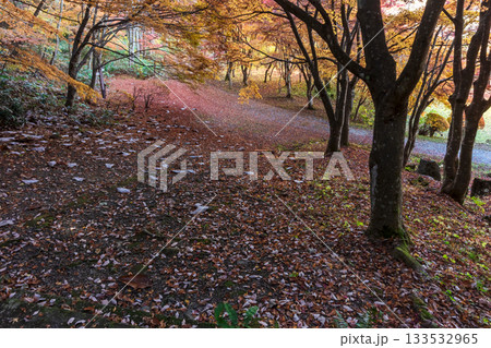 251118城山公園z135 251118城山公園z135 133532965