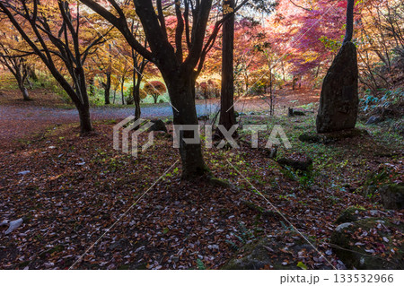 251118城山公園z138 133532966