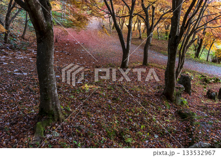 251118城山公園z139 133532967