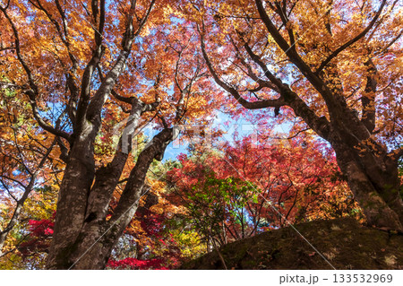 251118城山公園z143 133532969