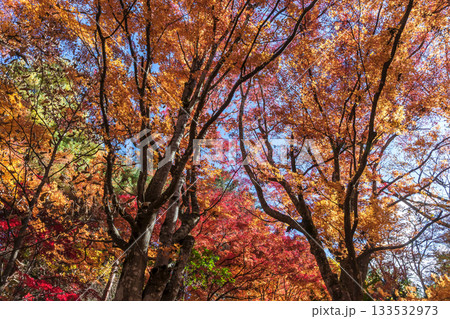 251118城山公園z155 133532973