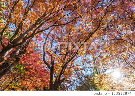 251118城山公園z158 133532974