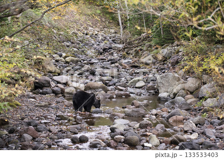 水を飲むヒグマ 133533403