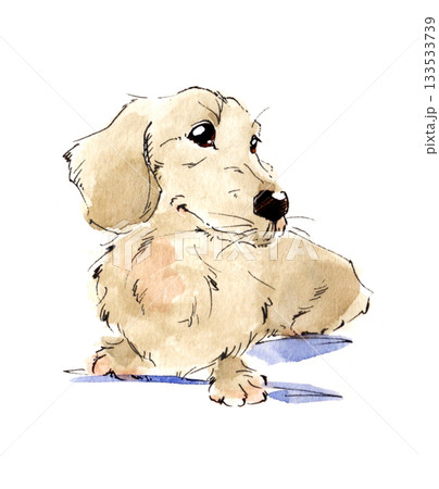 優しい水彩タッチのミニチュアダックスフンド 133533739
