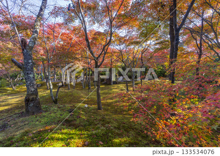 京都　将軍塚清流殿　日本庭園　紅葉の季節 133534076