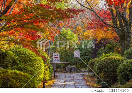 京都　将軍塚清流殿　日本庭園　紅葉の季節 133534100