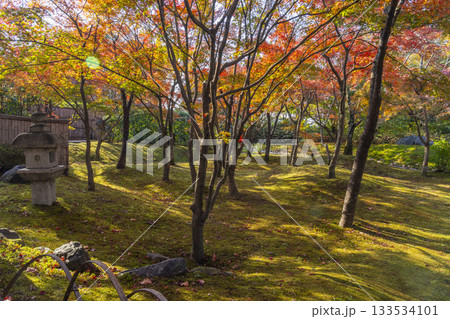 京都　将軍塚清流殿　日本庭園　紅葉の季節 133534101