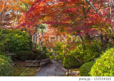 京都　将軍塚清流殿　日本庭園　紅葉の季節 133534103