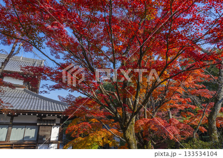 京都　将軍塚清流殿　清流殿　紅葉の季節 133534104