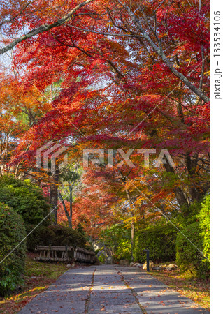 京都 将軍塚清流殿 日本庭園 紅葉の季節 京都 将軍塚清流殿 日本庭園 紅葉の季節 133534106