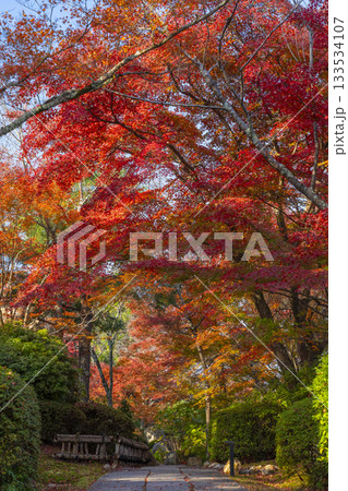 京都　将軍塚清流殿　日本庭園　紅葉の季節 133534107