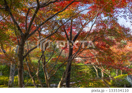 京都　将軍塚清流殿　日本庭園　紅葉の季節 133534110
