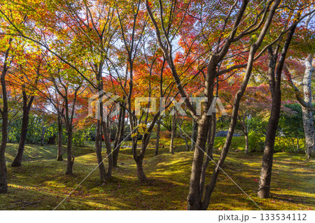 京都　将軍塚清流殿　日本庭園　紅葉の季節 133534112