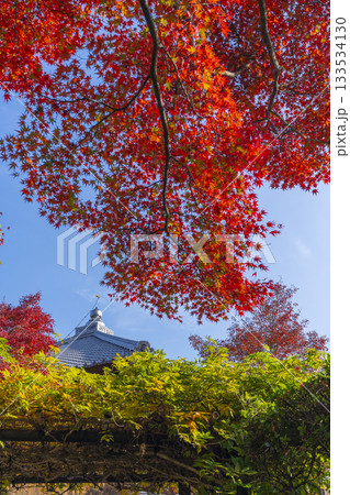 京都　将軍塚清流殿　日本庭園　紅葉の季節 133534130