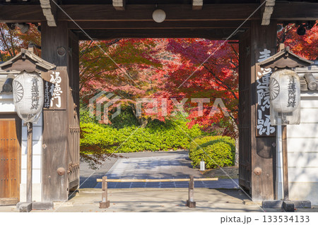 京都　青蓮院門跡　福徳門　紅葉の季節 133534133