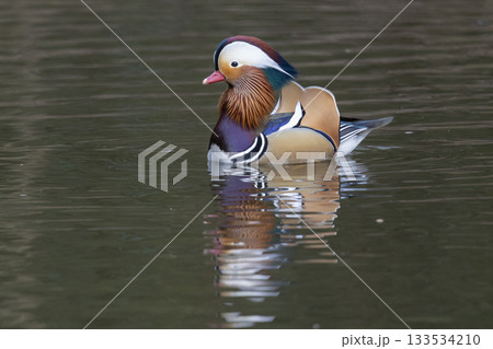 Male mandarin duck swims gracefully in calm waters of the Netherlands Male mandarin duck swims gracefully in calm waters of the Netherlands 133534210