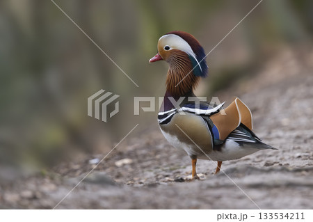 Male mandarin duck stands proudly on the shore in the Netherlands showcasing vibrant plumage and striking colors 133534211
