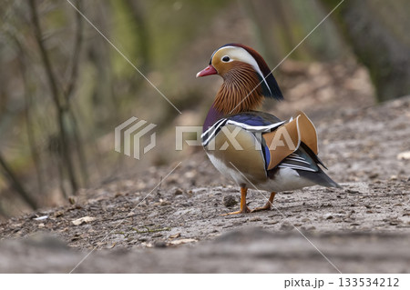 Male mandarin duck stands proudly on the shore in the Netherlands showcasing vibrant plumage and striking colors Male mandarin duck stands proudly on the shore in the Netherlands showcasing vibrant plumage and striking colors 133534212
