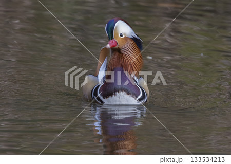 Male mandarin duck swims gracefully in calm waters of the Netherlands Male mandarin duck swims gracefully in calm waters of the Netherlands 133534213