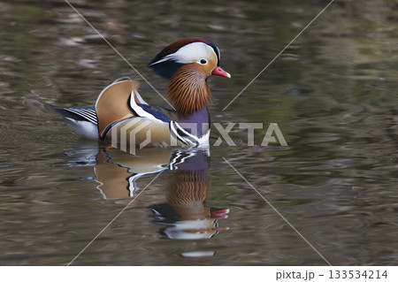 Male mandarin duck swims gracefully in calm waters of the Netherlands 133534214