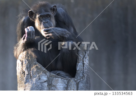 あなたの前世の姿が私なのか、私の前世があなたなのかと問いかけるチンパンジー あなたの前世の姿が私なのか、私の前世があなたなのかと問いかけるチンパンジー 133534563