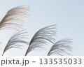 風に揺れるススキ 133535033