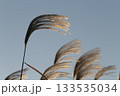 風に揺れるススキ 133535034