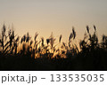 夕日に照らされるススキ 133535035