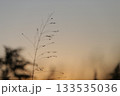 夕日に染まる草花 133535036
