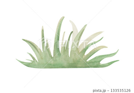 Minimalistic drawing of green grass in natural colors. Watercolor illustration on an isolated background. Botanical clipart of a bunch of grass for summer, rural decor. 133535126