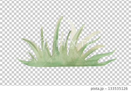 Minimalistic drawing of green grass in natural colors. Watercolor illustration on an isolated background. Botanical clipart of a bunch of grass for summer, rural decor. 133535126