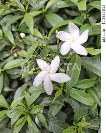 Close-Up of White Flowers with Lush Green Leaves in Natural Garden Setting Close-Up of White Flowers with Lush Green Leaves in Natural Garden Setting 133535812