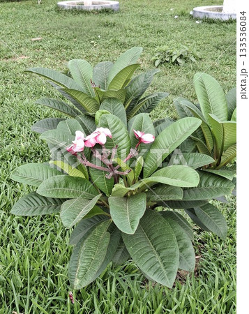 Tropical Plant with Vibrant Pink Flowers in a Green Landscap Tropical Plant with Vibrant Pink Flowers in a Green Landscap 133536084