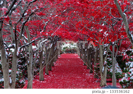 北海道　札幌　平岡樹芸センター　紅葉　もみじ　トンネル 133536162