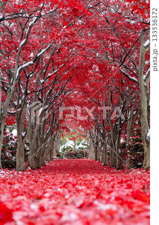 北海道 札幌 平岡樹芸センター 紅葉 もみじ トンネル 北海道 札幌 平岡樹芸センター 紅葉 もみじ トンネル 133536172