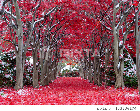 北海道 札幌 平岡樹芸センター 紅葉 もみじ トンネル 北海道 札幌 平岡樹芸センター 紅葉 もみじ トンネル 133536174