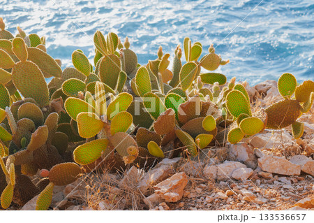 Indian fig opuntia cactus on a rocky cliff with blue sea in the background in the arid Mediterranean climate 133536657