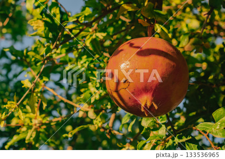 Ripe pomegranate hanging on a tree branch, basking in the warm golden sunlight 133536965
