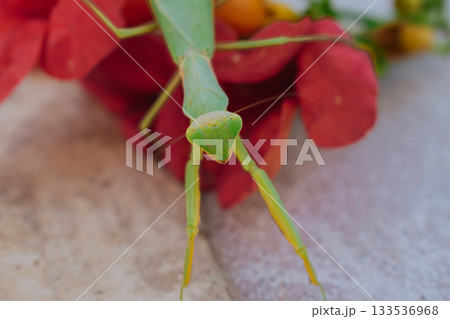 Green European mantis posing and smiling against the background of a red flower 133536968