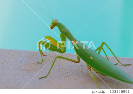 Green European mantis against the background of a swimming pool and blue water Green European mantis against the background of a swimming pool and blue water 133536991