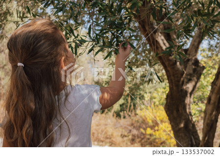 Back view of a girl with long hair among ancient olive trees in summer Back view of a girl with long hair among ancient olive trees in summer 133537002