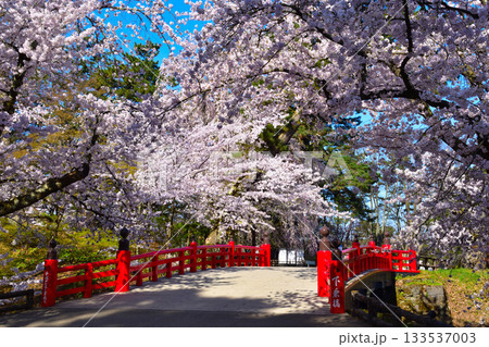 春　桜　弘前城　下乗橋 133537003