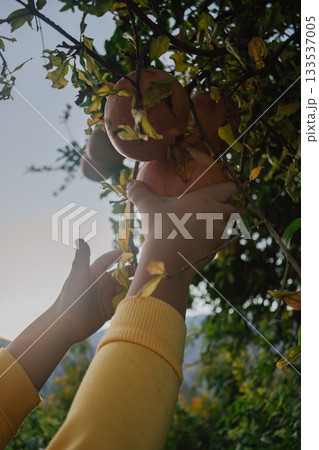 Happy child harvesting sweet pomegranates in a sunny outdoor garden 133537005