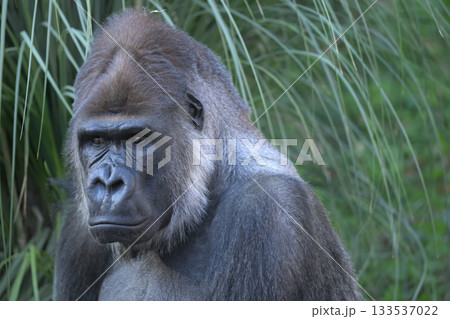 鼻を膨らませて話にのめり込む表情をしたゴリラ 133537022
