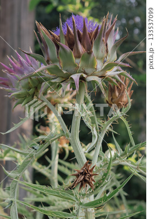 Perennial artichoke plant in bloom resembling thistle. Edible and medicinal plant Perennial artichoke plant in bloom resembling thistle. Edible and medicinal plant 133537099