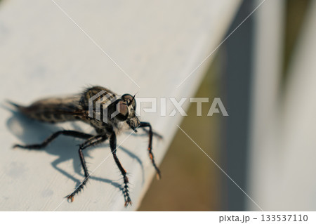 Hairy robber fly with large eyes standing and preparing to fly for new prey 133537110
