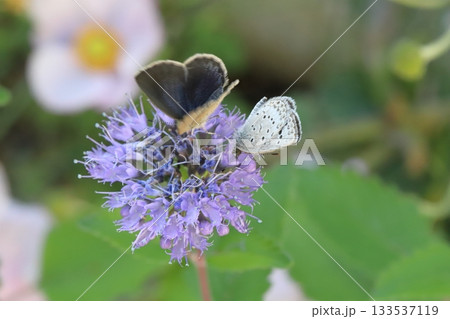 秋の庭に咲く紫色のダンギクの花の蜜を吸う2匹のヤマトシジミ蝶 秋の庭に咲く紫色のダンギクの花の蜜を吸う2匹のヤマトシジミ蝶 133537119