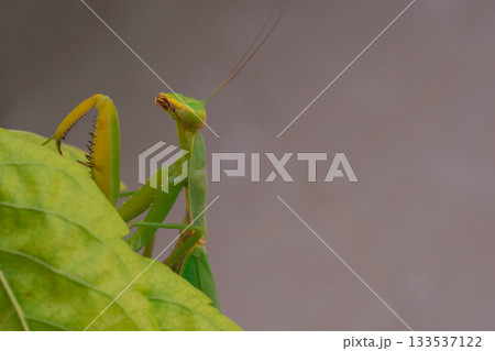 Green European mantis against the background of leaves. 133537122