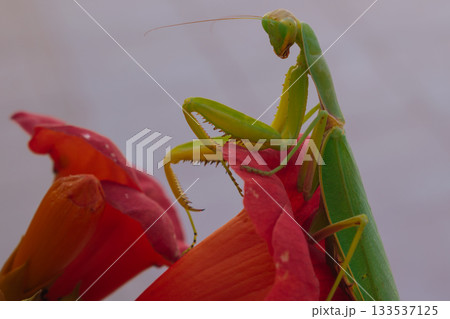 Green European mantis posing and smiling against the background of a red flower 133537125